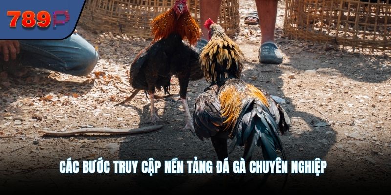Các bước truy cập nền tảng đá gà chuyên nghiệp