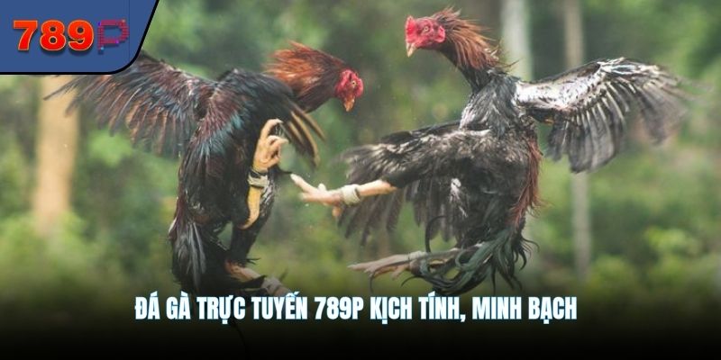 Đá gà trực tuyến 789P kịch tính, minh bạch